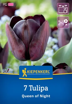 KIEPENKERL Blumenzwiebel Tulpe 'Queen of Night', 7 Stück Cover